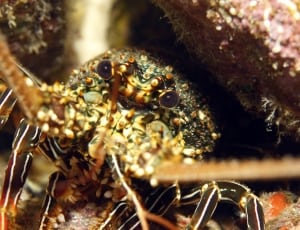 brown and yellow lobster thumbnail