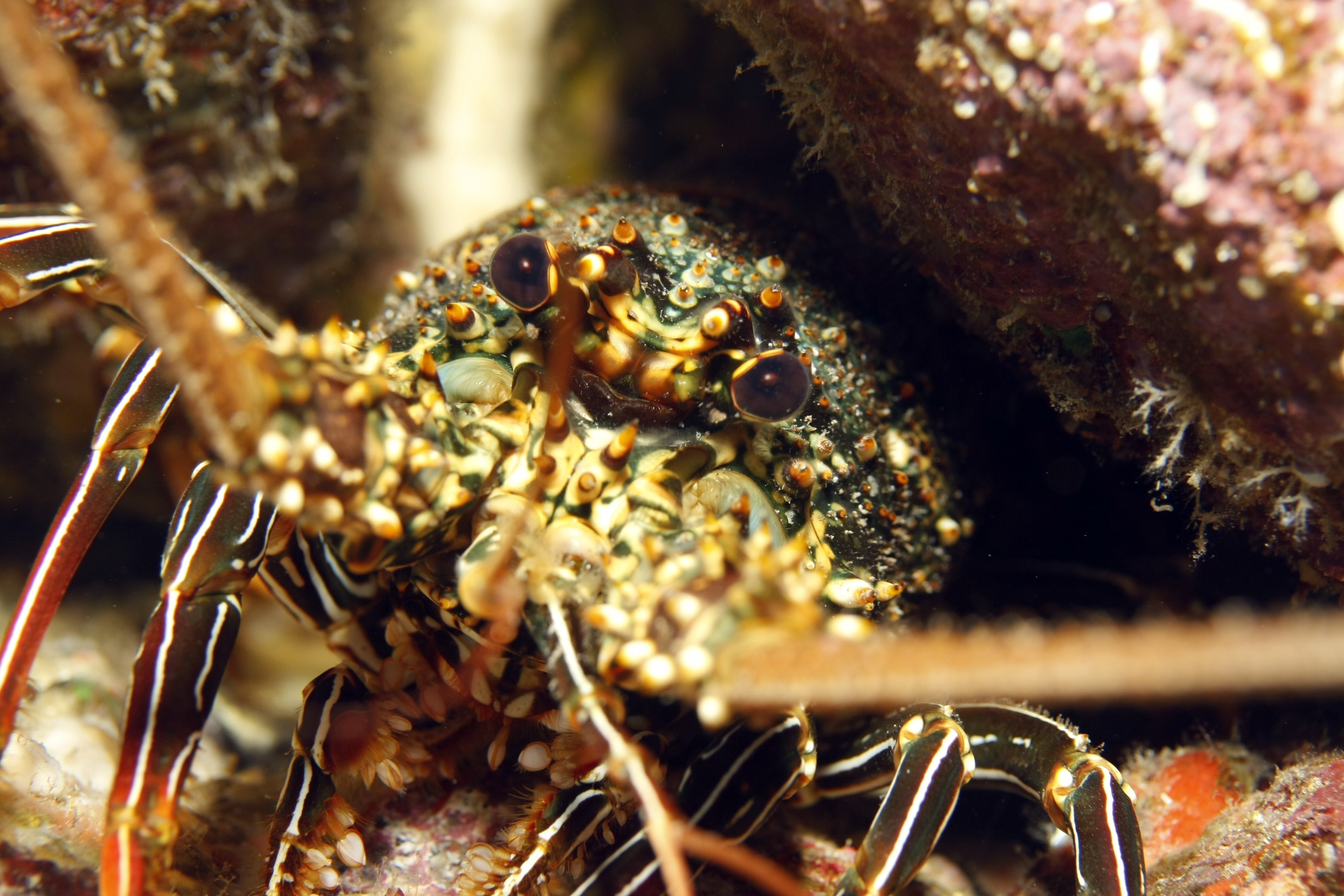 brown and yellow lobster