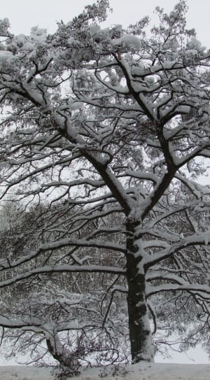 snow cape tree on snow cape ground thumbnail