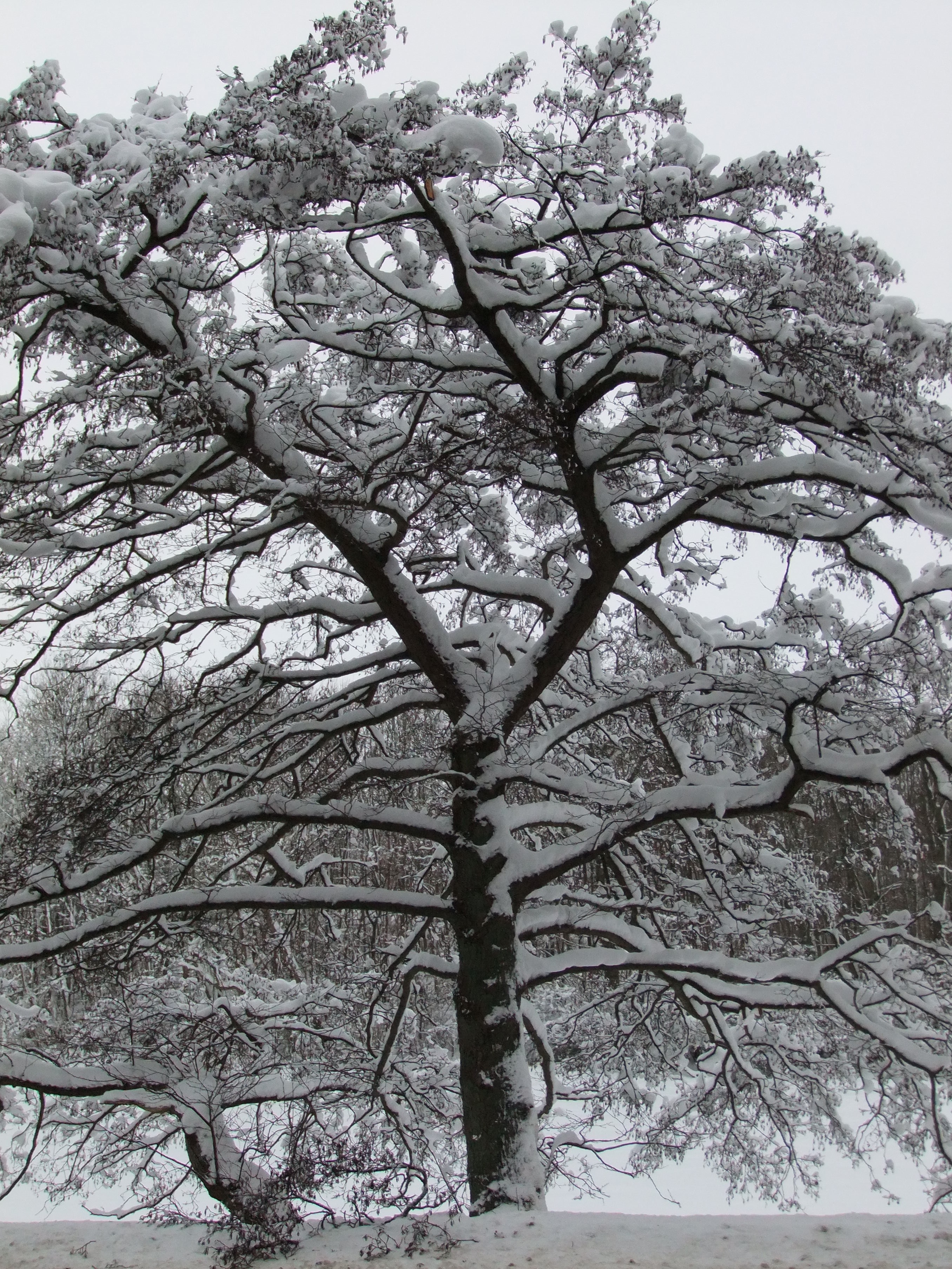 snow cape tree on snow cape ground