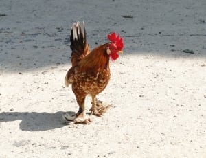 brown rooster thumbnail