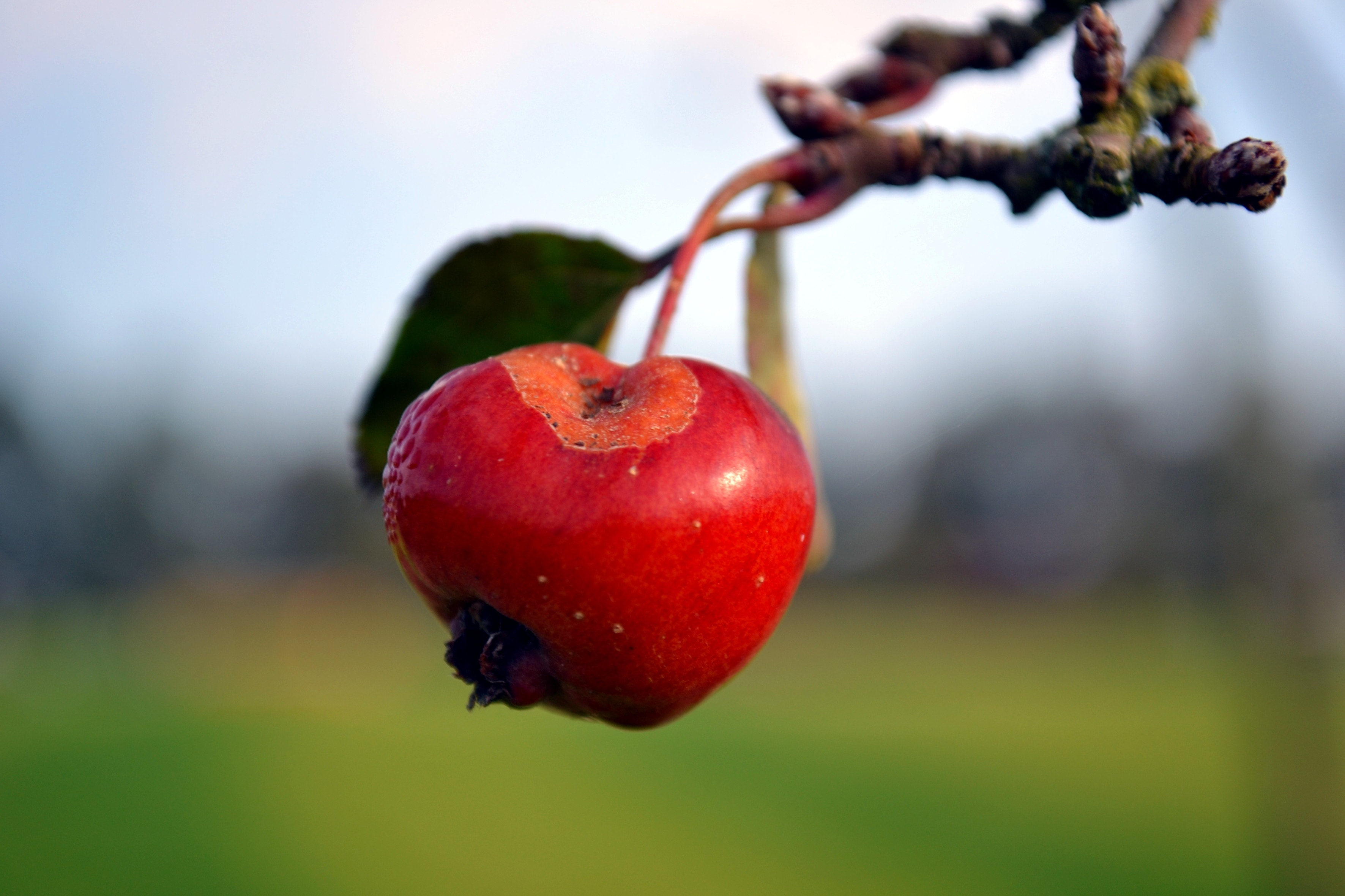 Apple, Autumn, Red, Ripe, Fruit, red, fruit