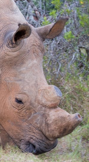 brown rhinoceros thumbnail