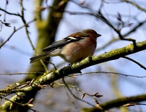 brown sparrow thumbnail