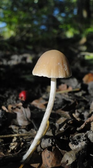 brown and white mushroom at daytime thumbnail