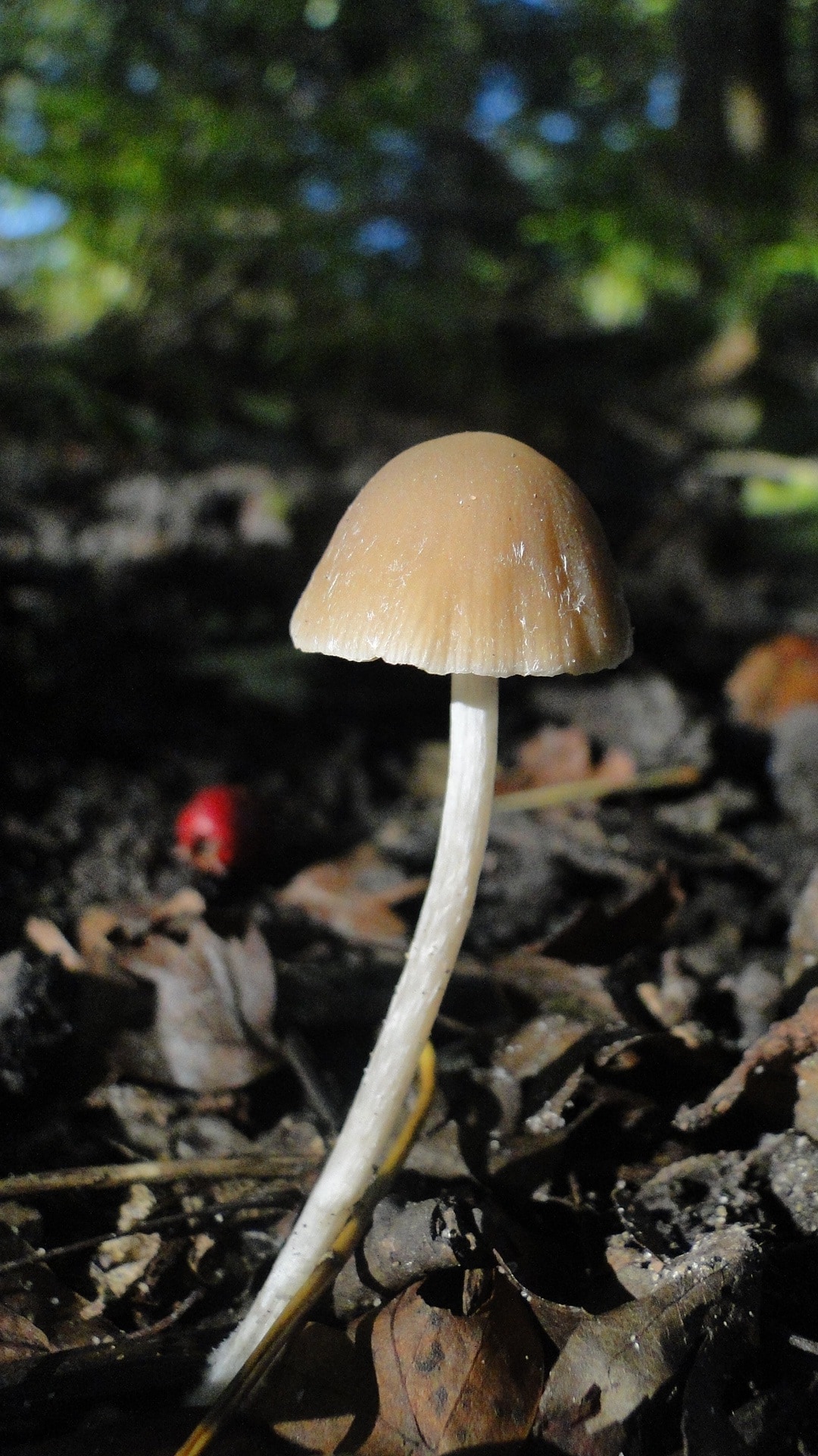 brown and white mushroom at daytime