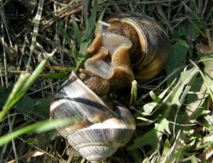 2 garden snails thumbnail