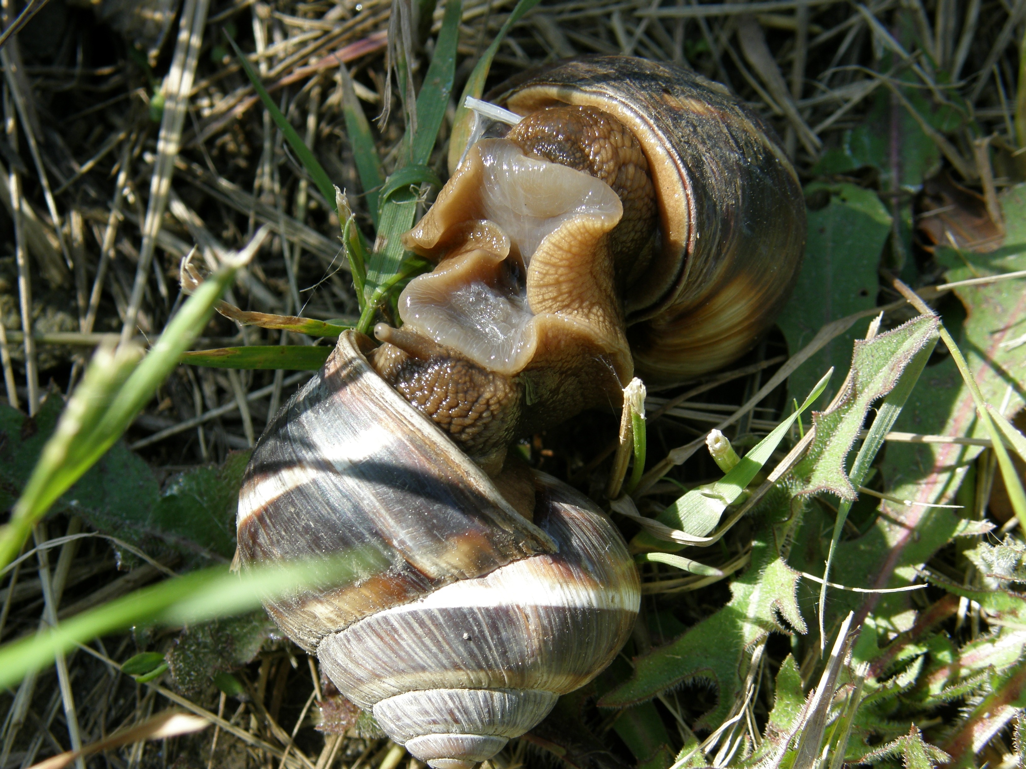 2 garden snails
