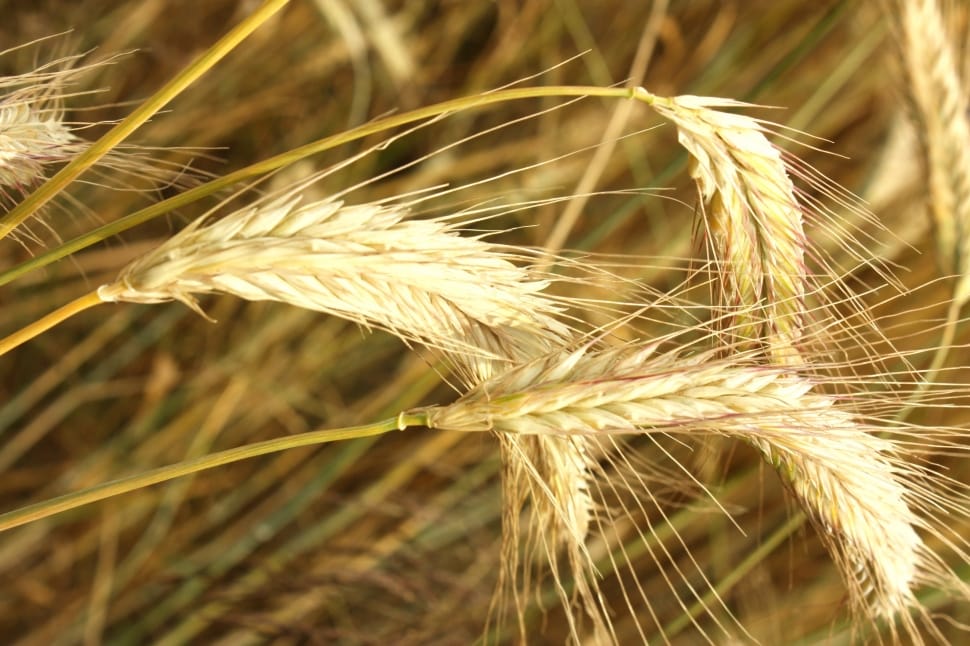 selective focus of wheat preview