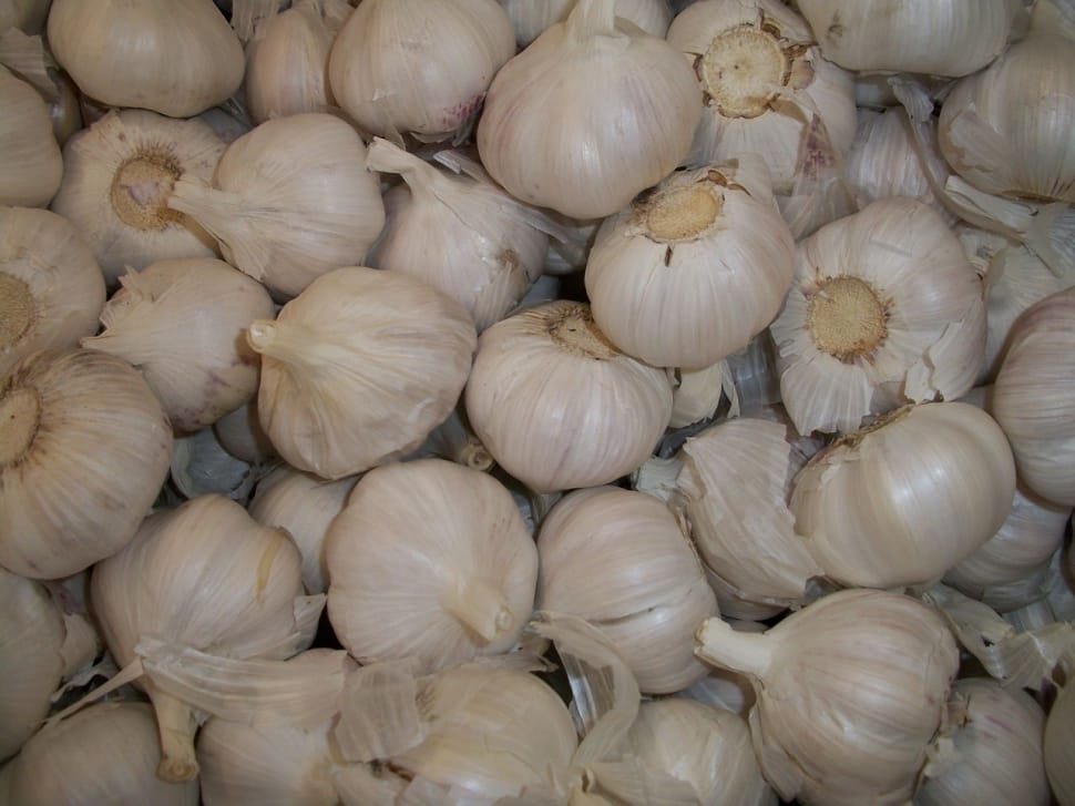 bulb garlic lot preview