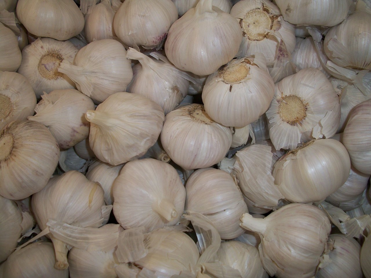 bulb garlic lot