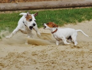 jack russell terrier and parson russell terrier thumbnail