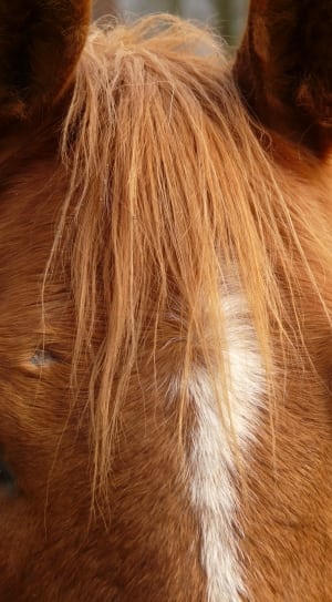 brown horse thumbnail
