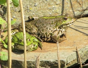 2 green frogs thumbnail