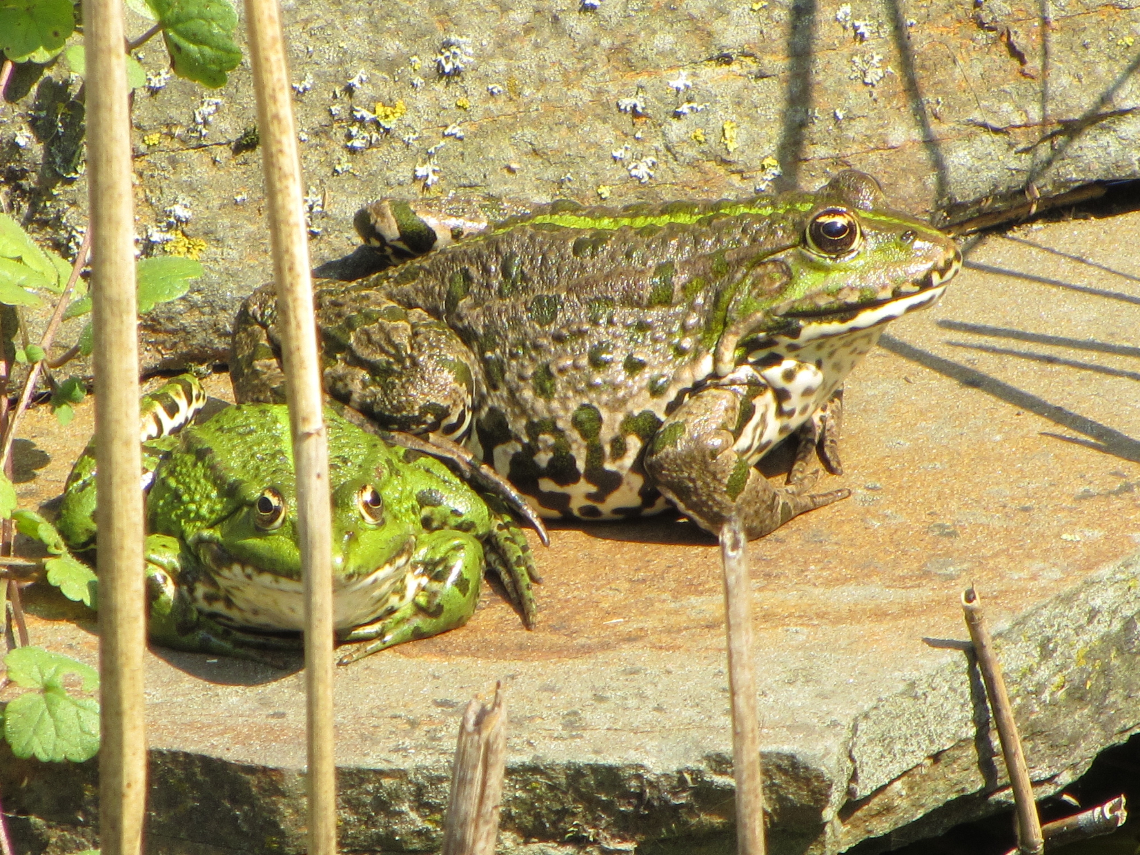 2 green frogs