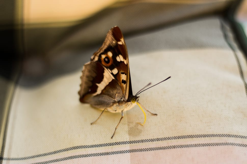 black and brown butterfly on white textile preview