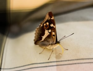 black and brown butterfly on white textile thumbnail