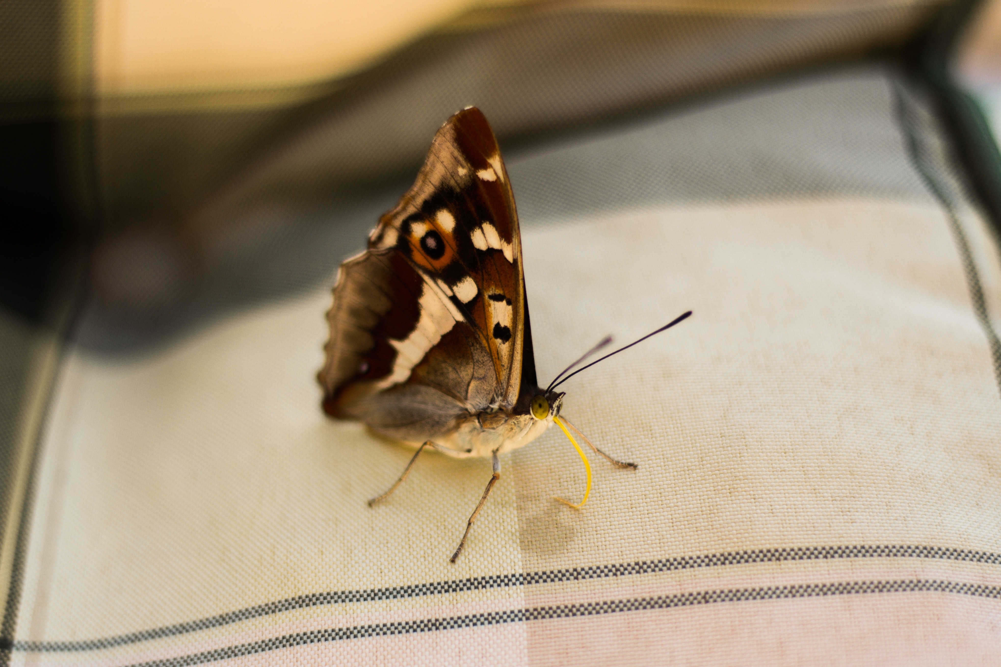 black and brown butterfly on white textile