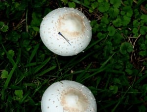 2 white mushrooms thumbnail