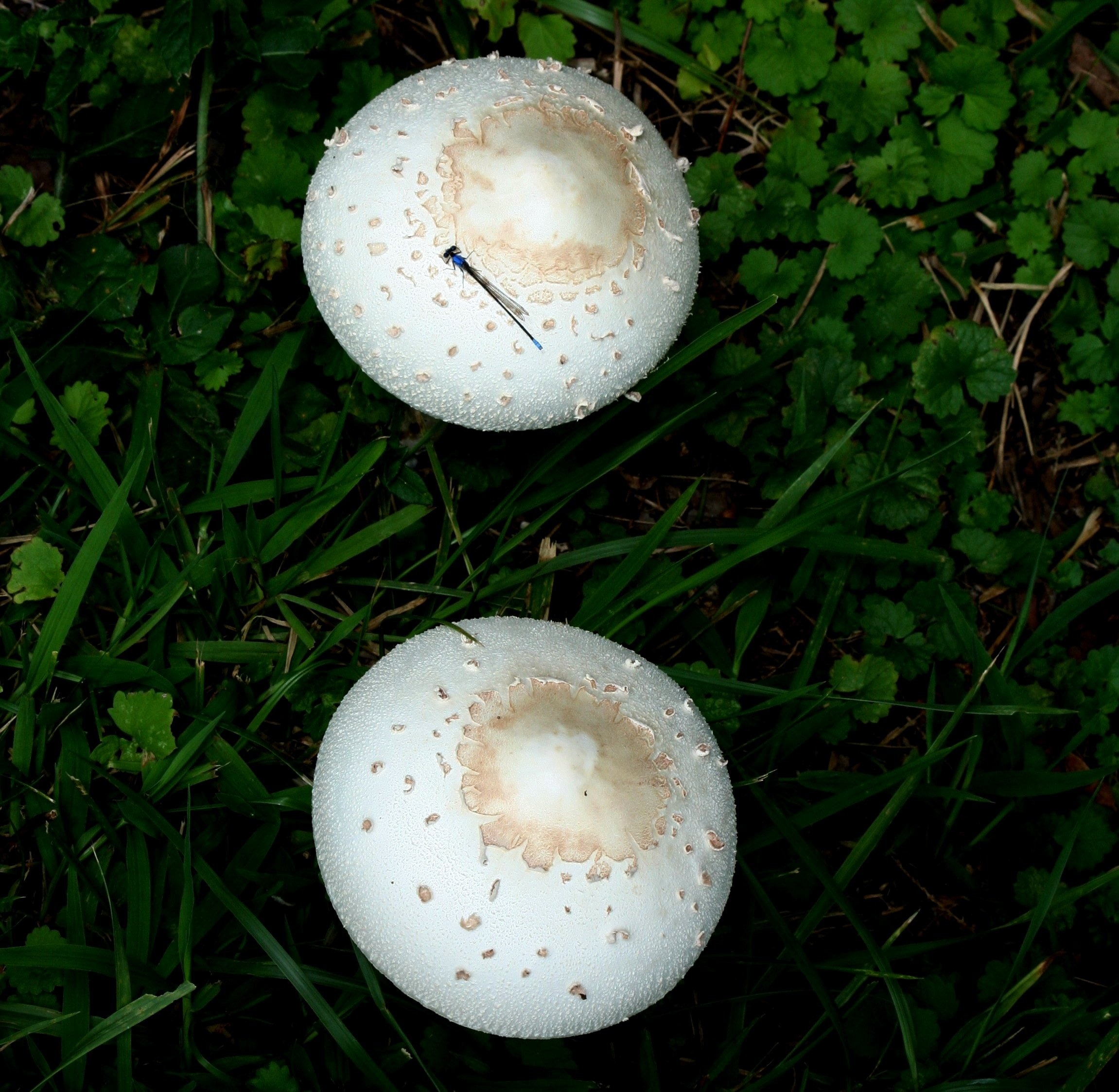2 white mushrooms