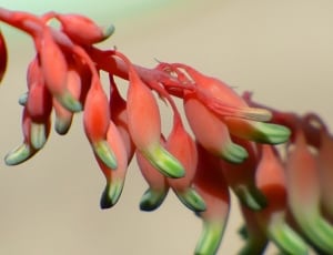 red and green plant thumbnail