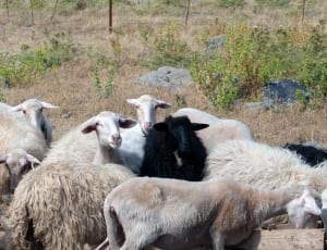 black sheep in the middle of flock of sheep with some having short coats thumbnail