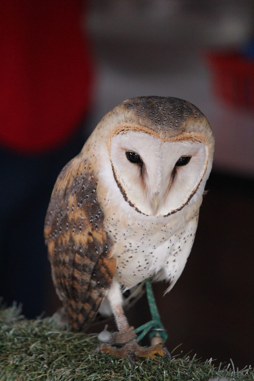 Barn Owl, Owl, Bird, Animal, Wildlife, one animal, animal preview