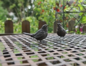 two black birds on brown wooden cover thumbnail
