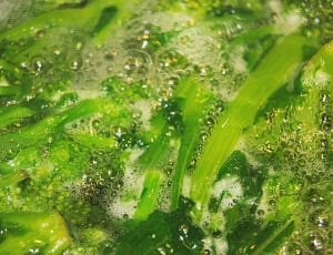 green cooked vegetable thumbnail