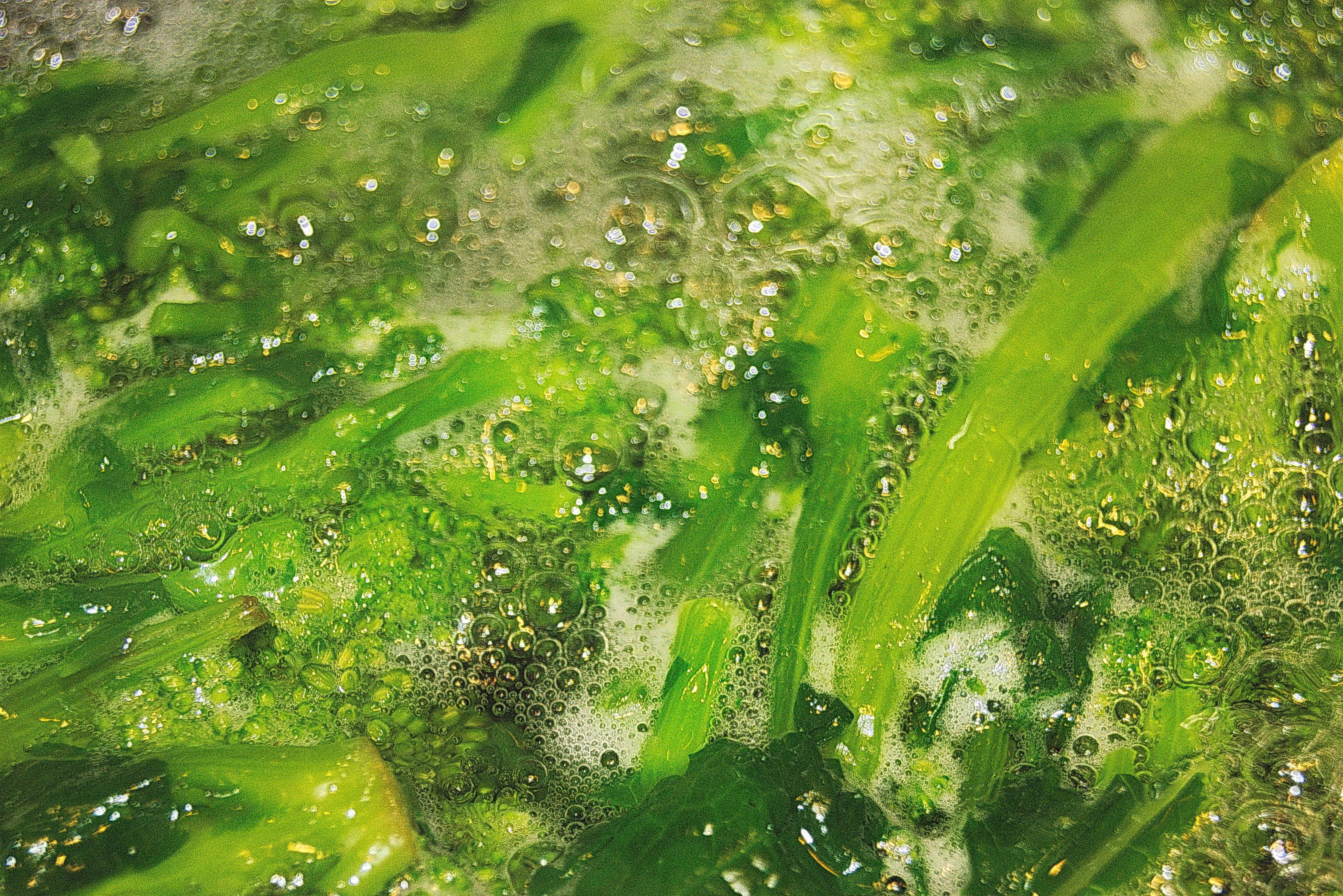Водные растения пузырьки