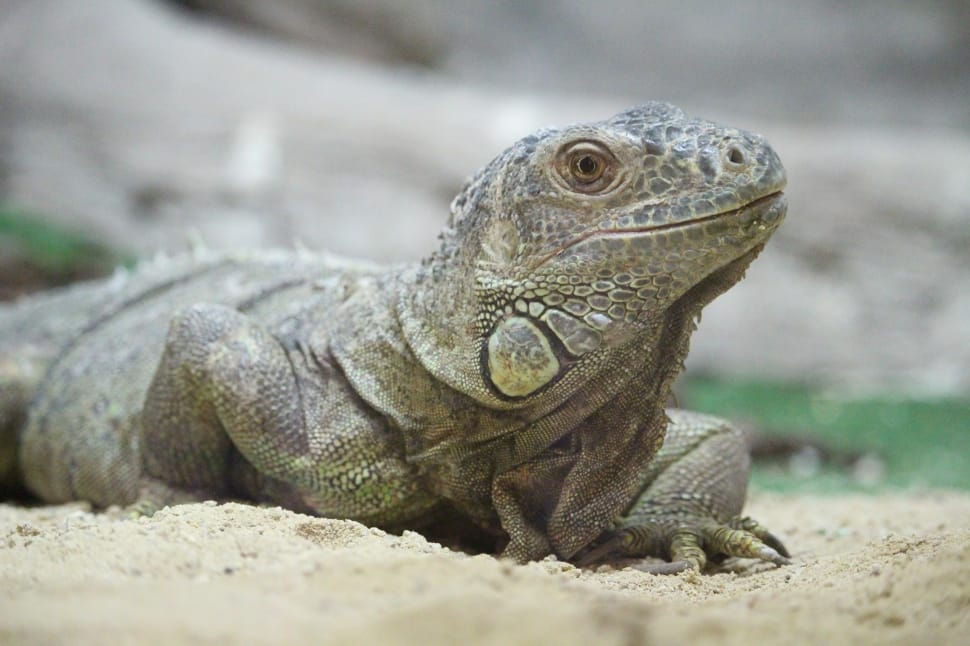 black and gray iguana preview