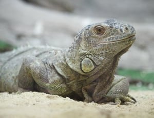 black and gray iguana thumbnail