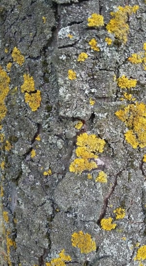 yellow moss in tree thumbnail