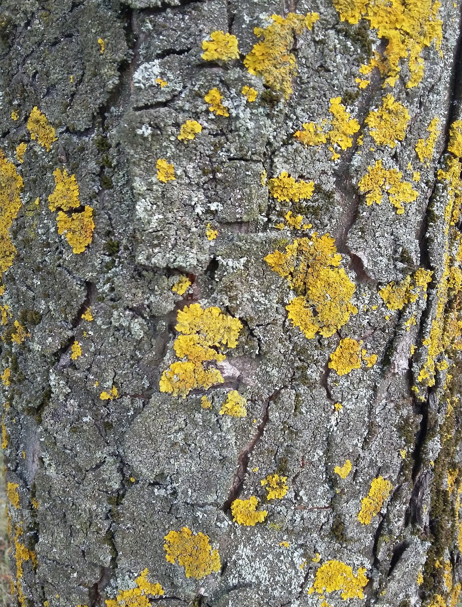 yellow moss in tree