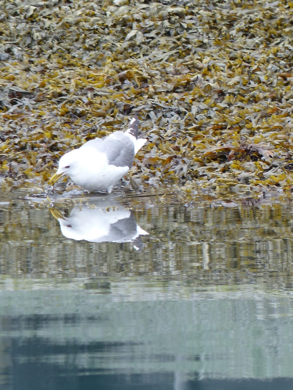 white albatross beside body of water preview