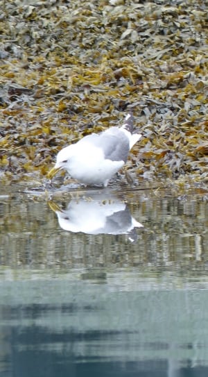 white albatross beside body of water thumbnail