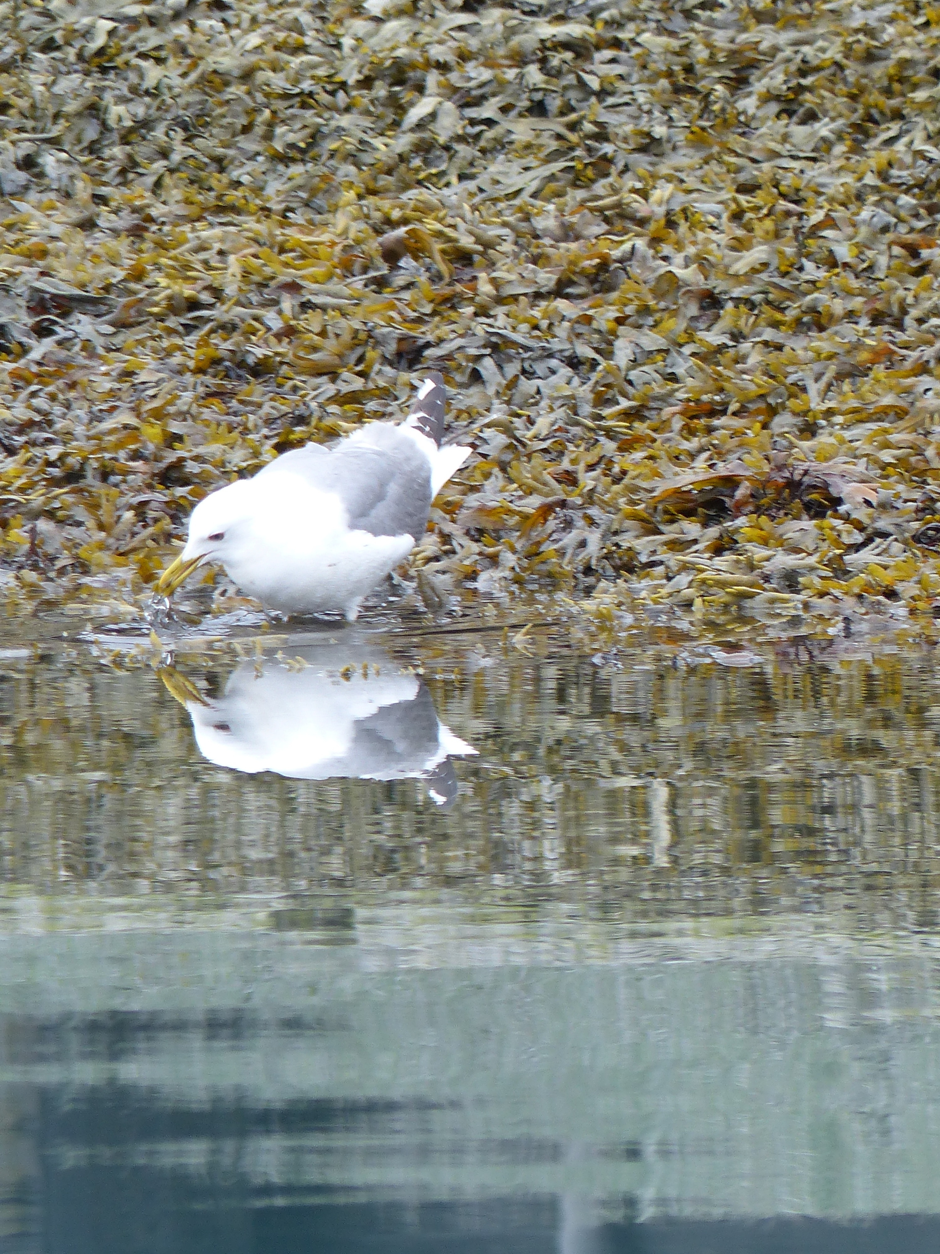 white albatross beside body of water