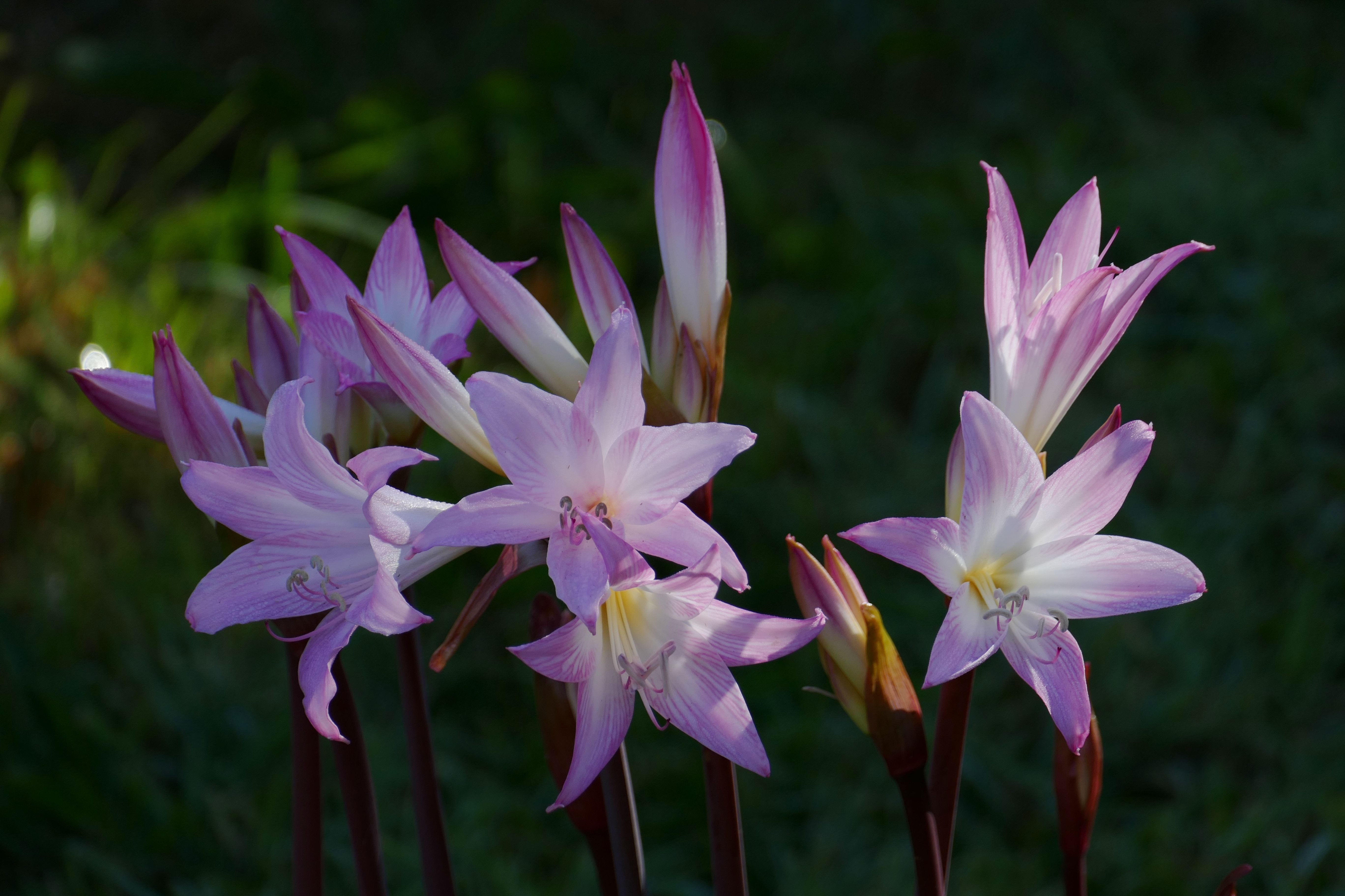 purple and white rain lilies