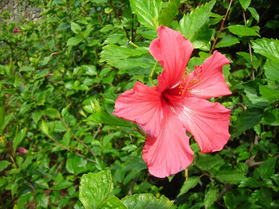red hibiscus flower preview