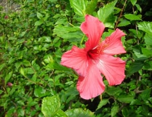 red hibiscus flower thumbnail