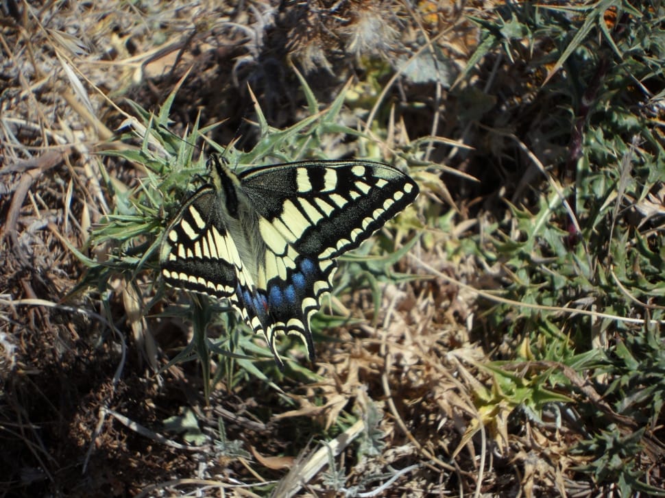 tiger swallowtail butterfly preview