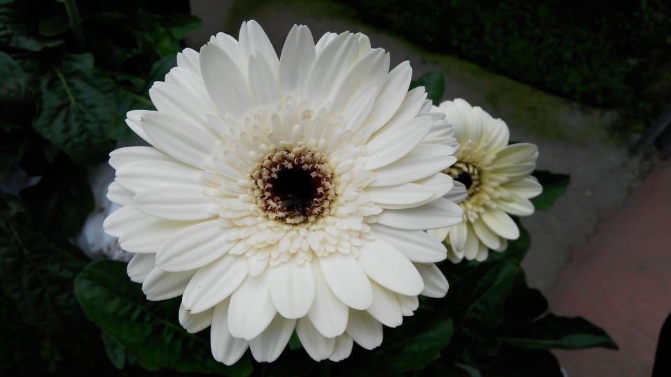 2 white clustered flowers preview