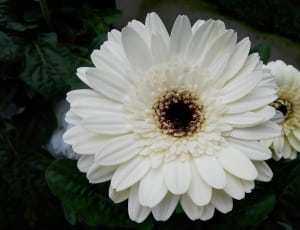 2 white clustered flowers thumbnail