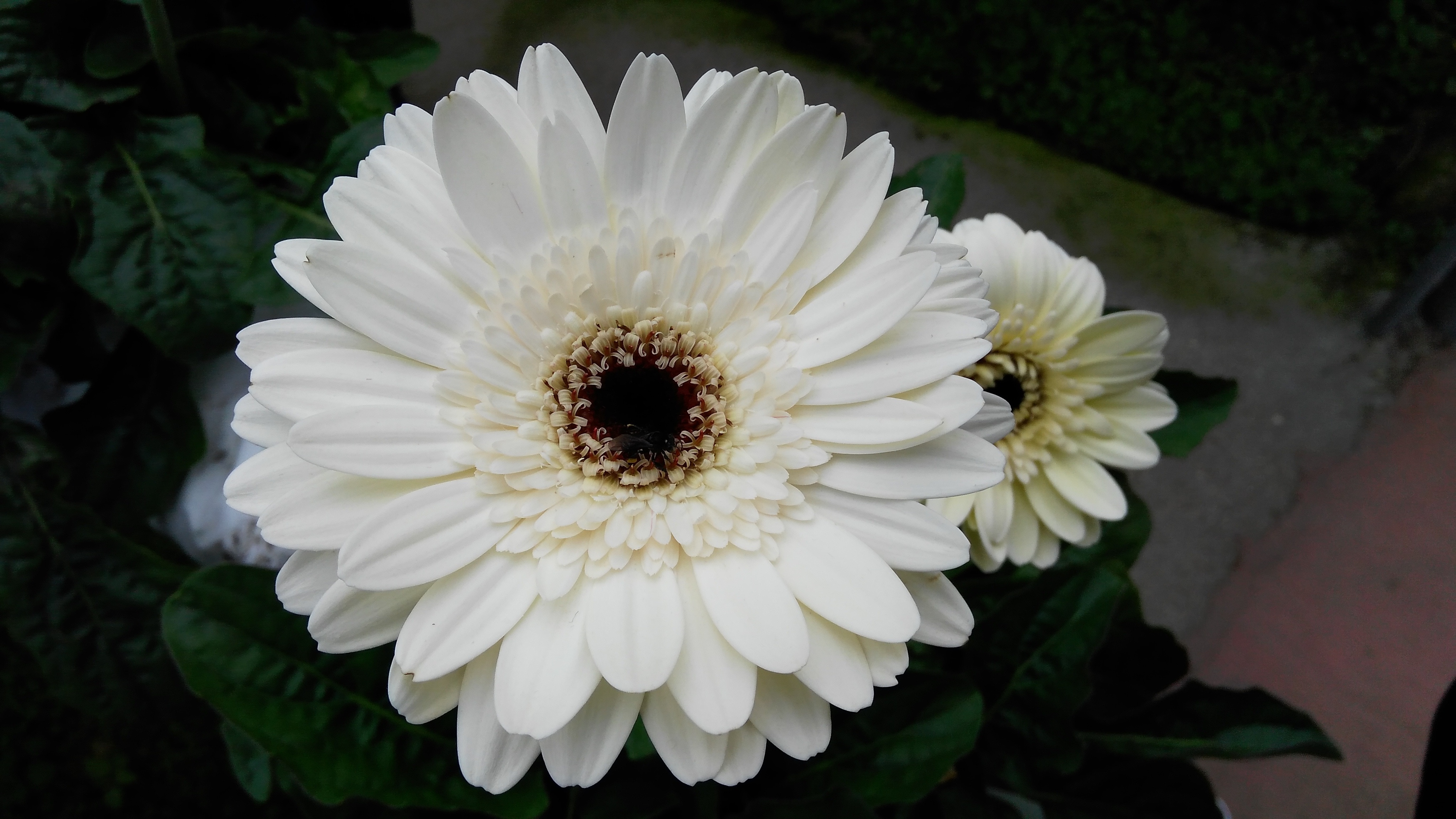 2 white clustered flowers