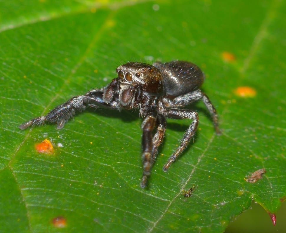 jumping spider preview