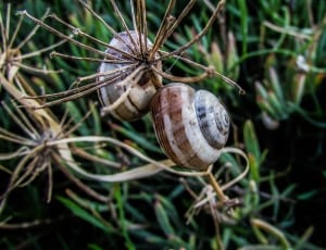 two brown and grey snails thumbnail