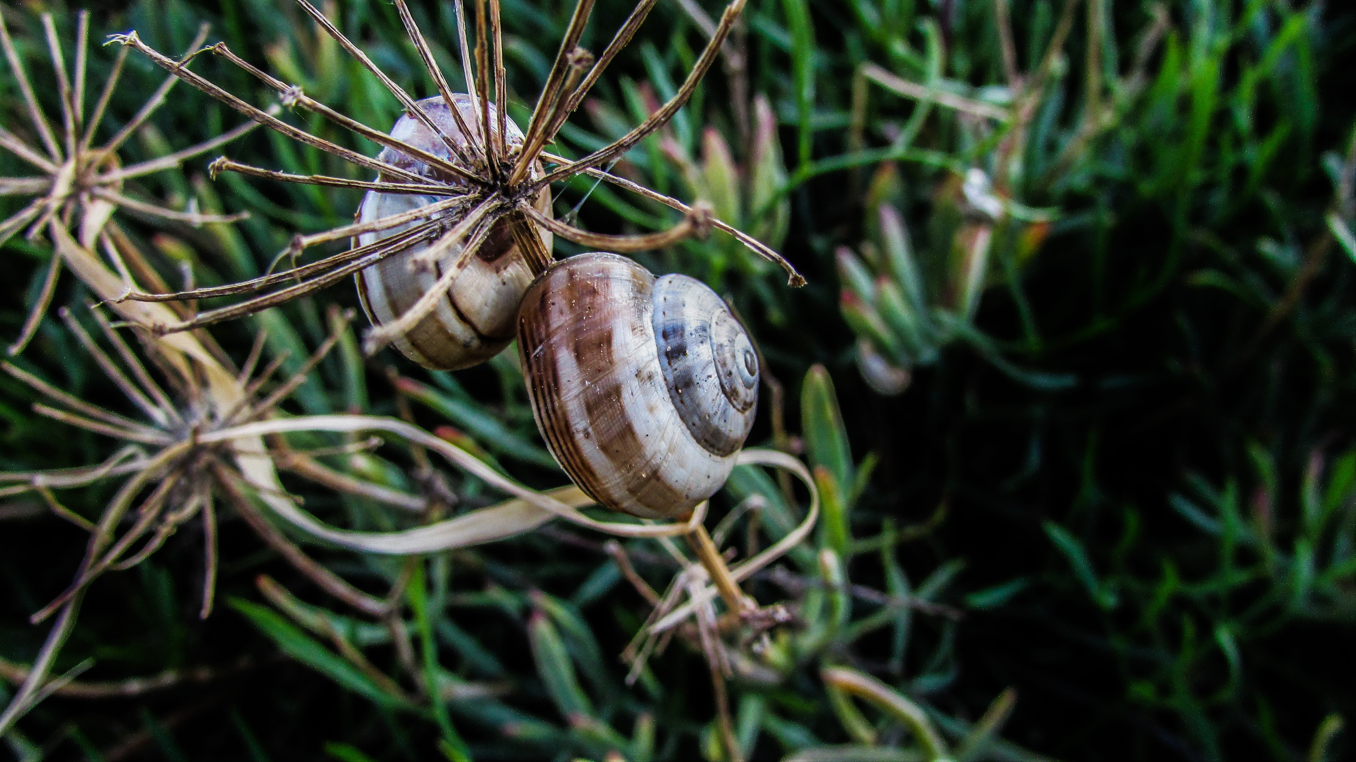 two brown and grey snails