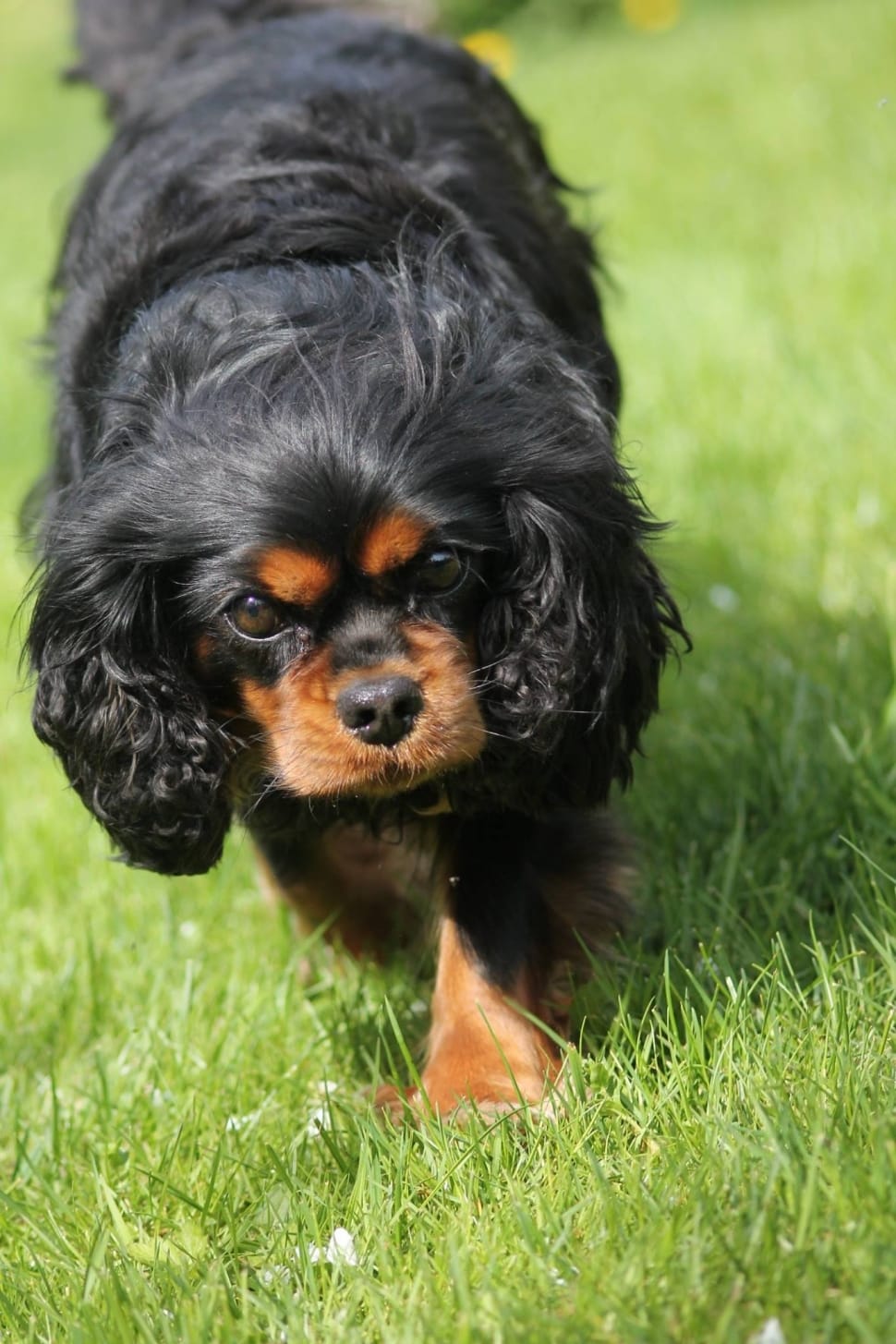 black and tan english toy spaniel preview