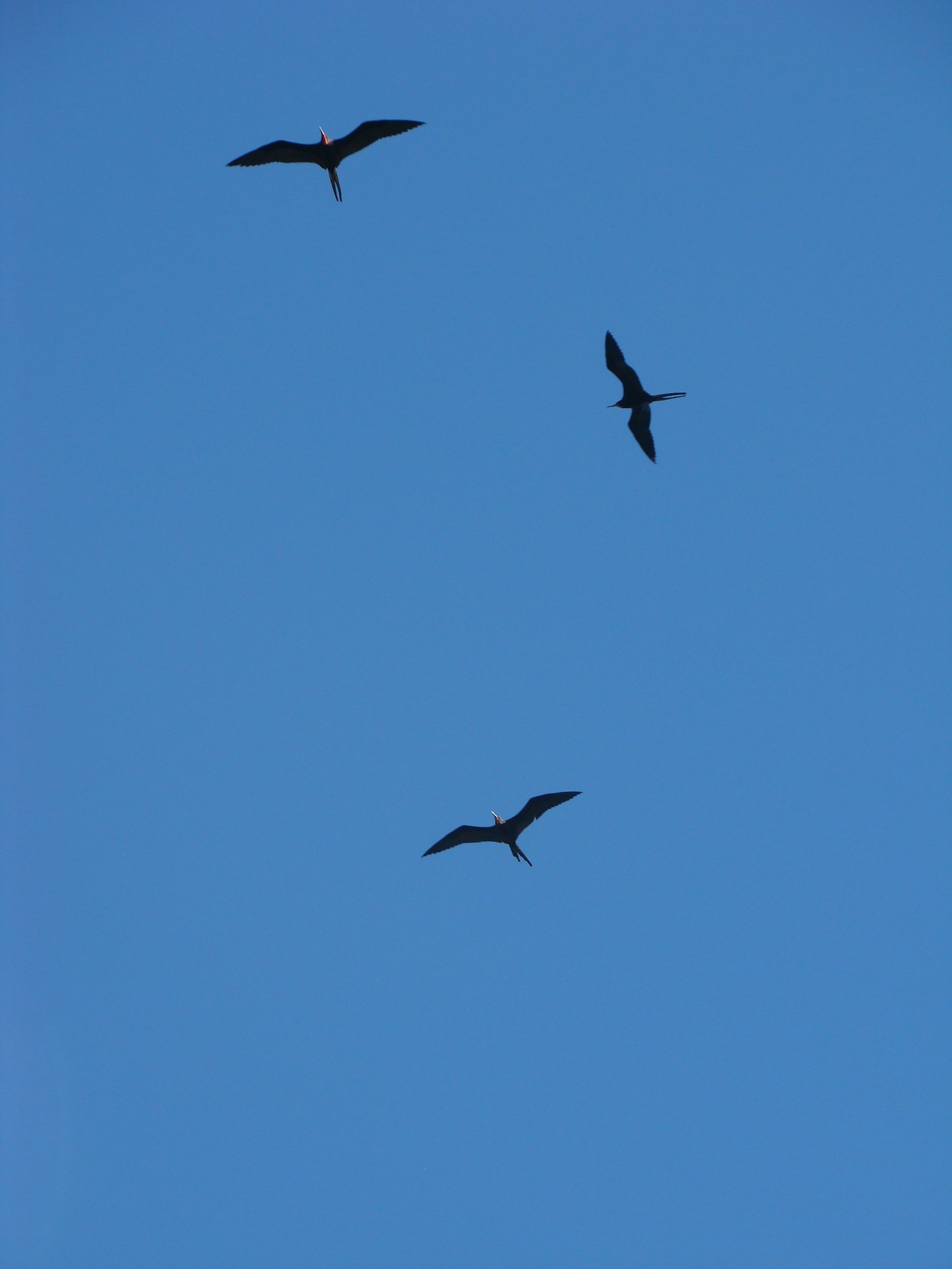 3 black bird