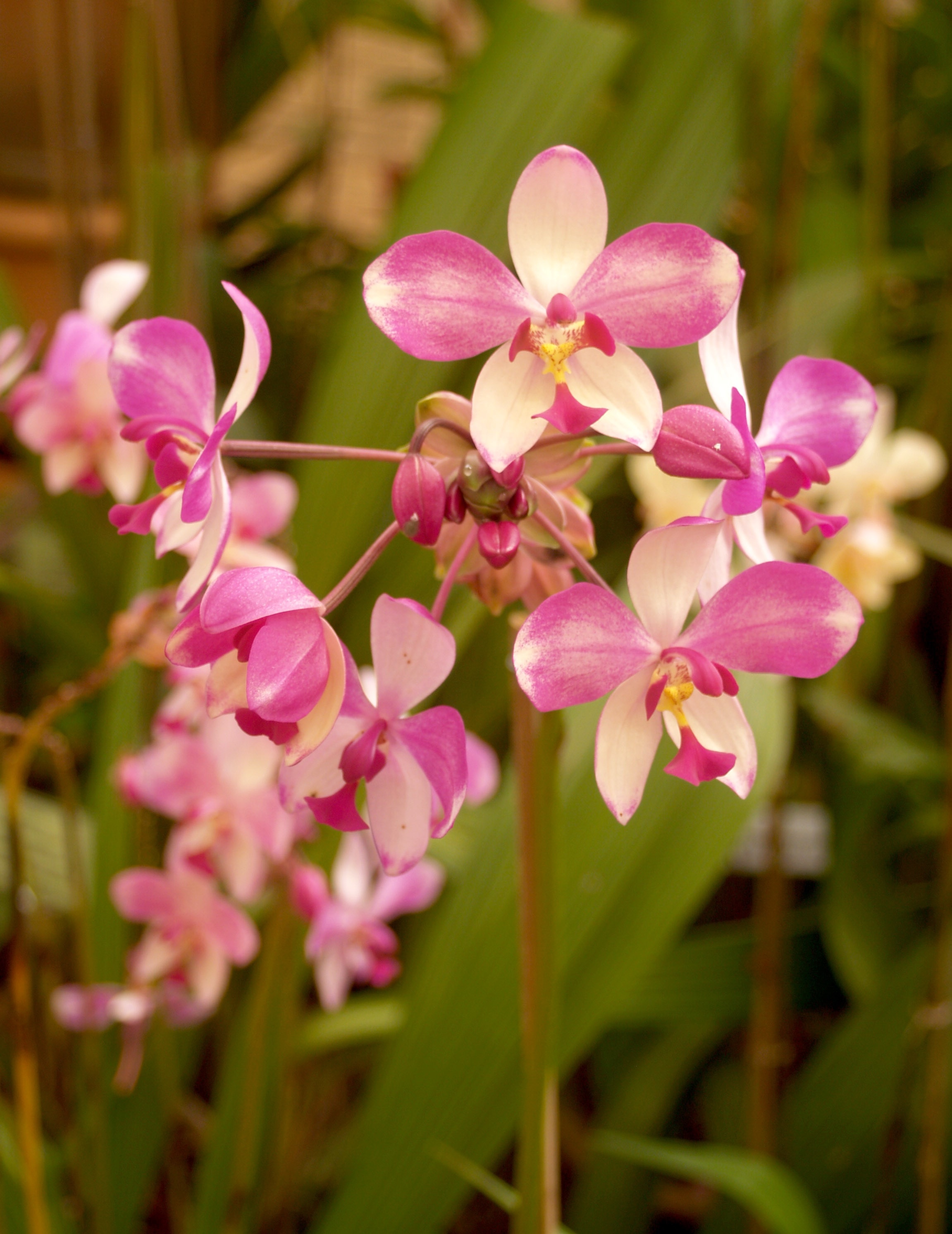 Орхидея Саммер Брайт
